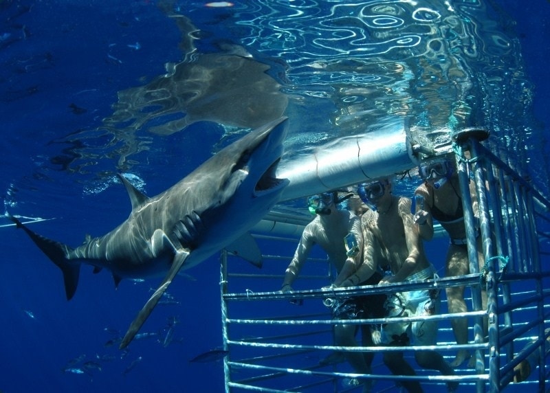 Shark Encounters