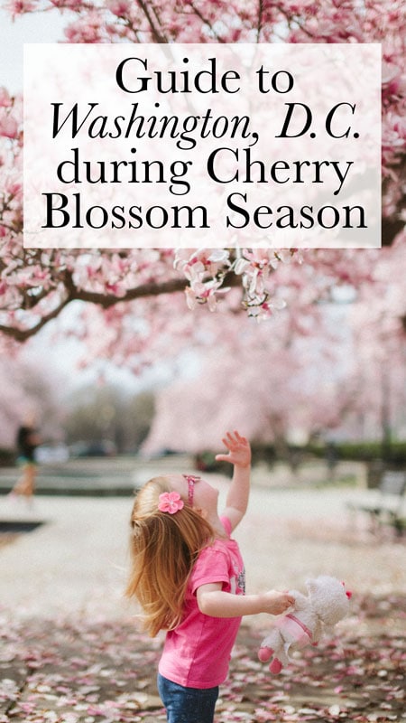 washington, D.C.'s cherry blossoms