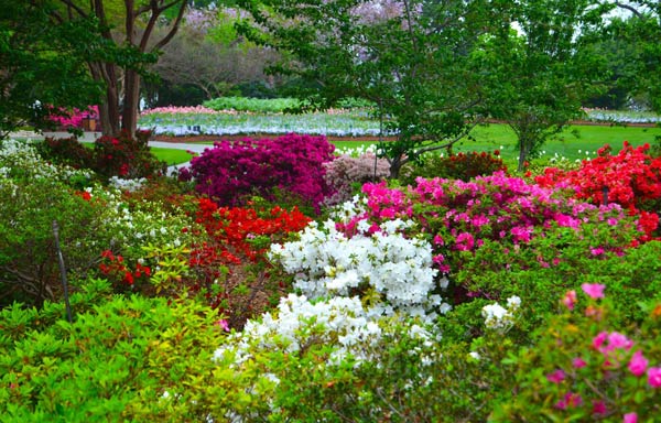 7 Places to See Amazing Spring Flowers