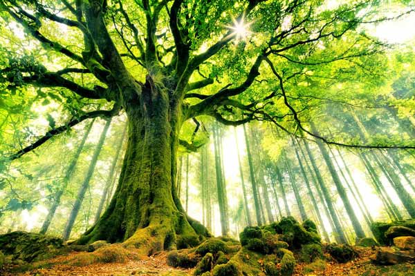 8 of the Most Amazing Forests on Earth