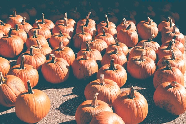 pumpkin patch - best fall food